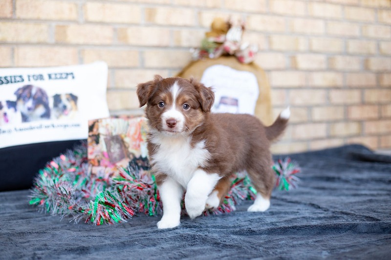 image_631502_1765470015250