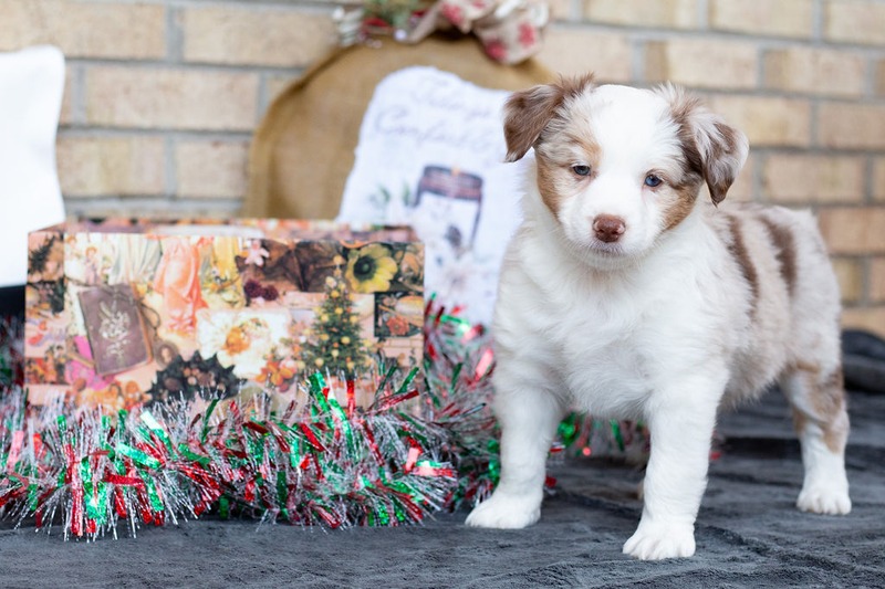 image_631503_1765470241426