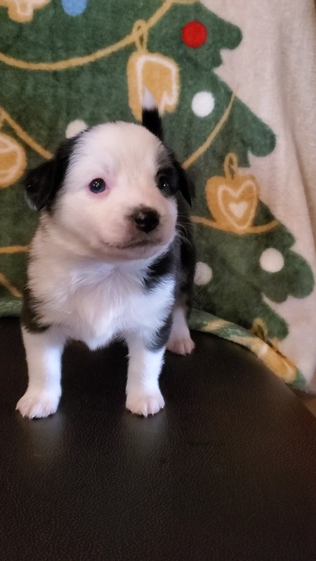 image_631504_1765471121792