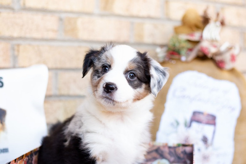 image_631506_1765471475468