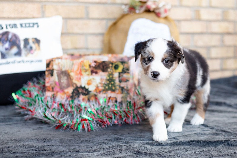 image_631506_1765471475469