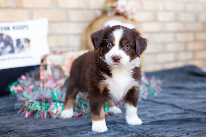 image_631507_1765471676153