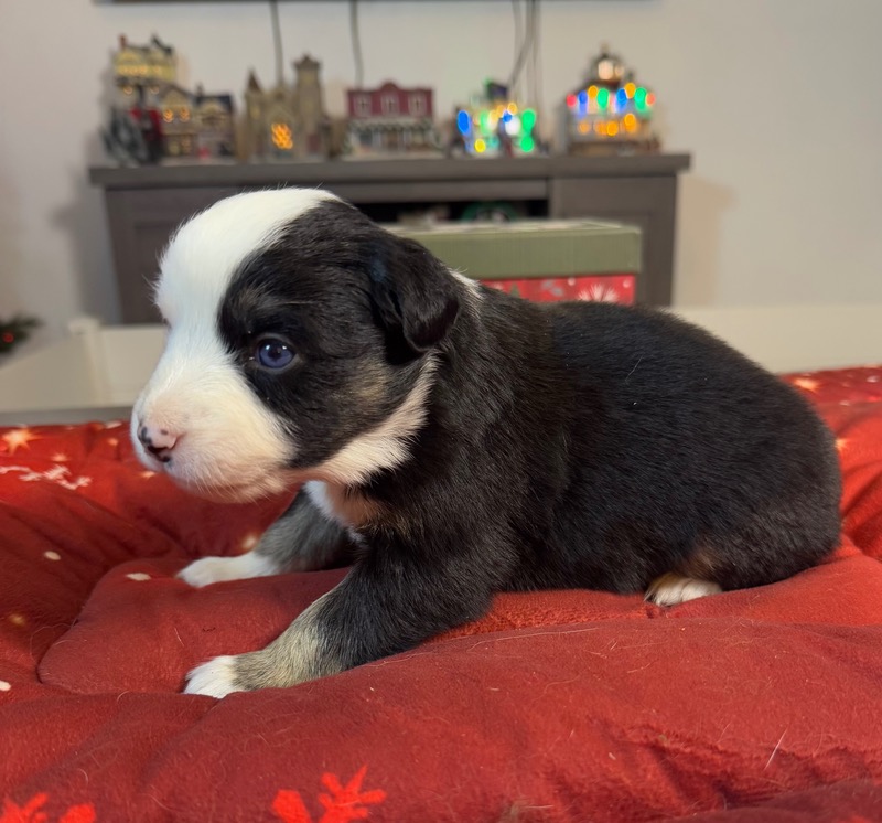 image_633599_1765891503897