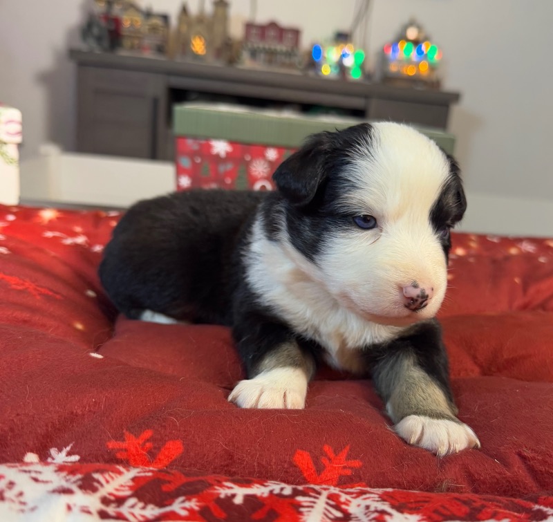 image_633599_1765891503898