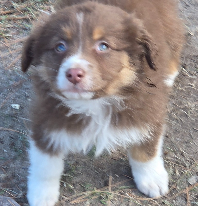 image_632019_1766416609828