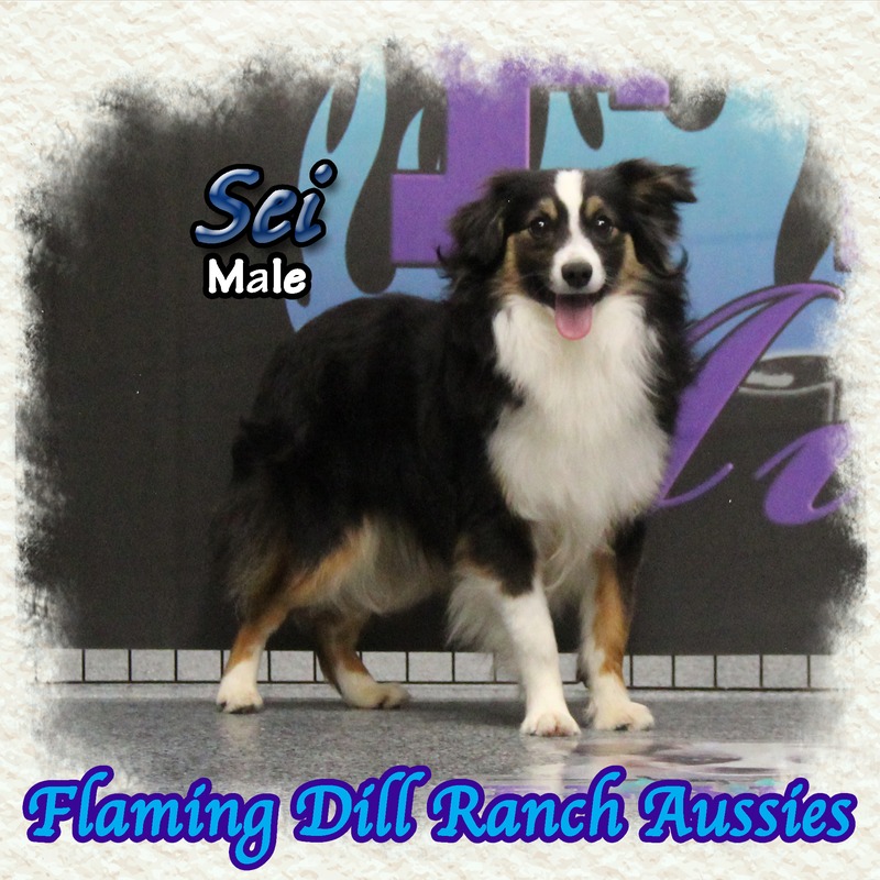 image_610901_1767899641770