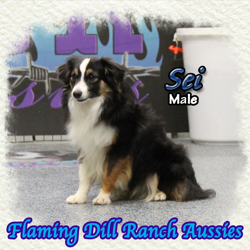 image_610901_1767899641772