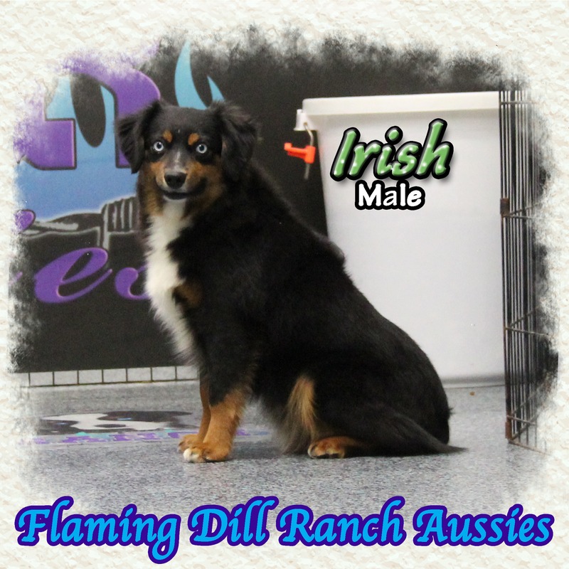 image_612755_1767899960869