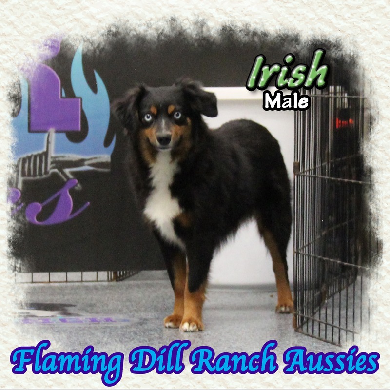 image_612755_1767899960870