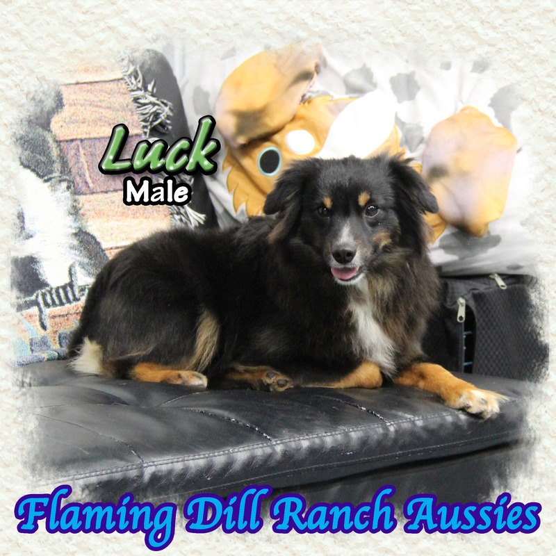 image_612756_1767900070305