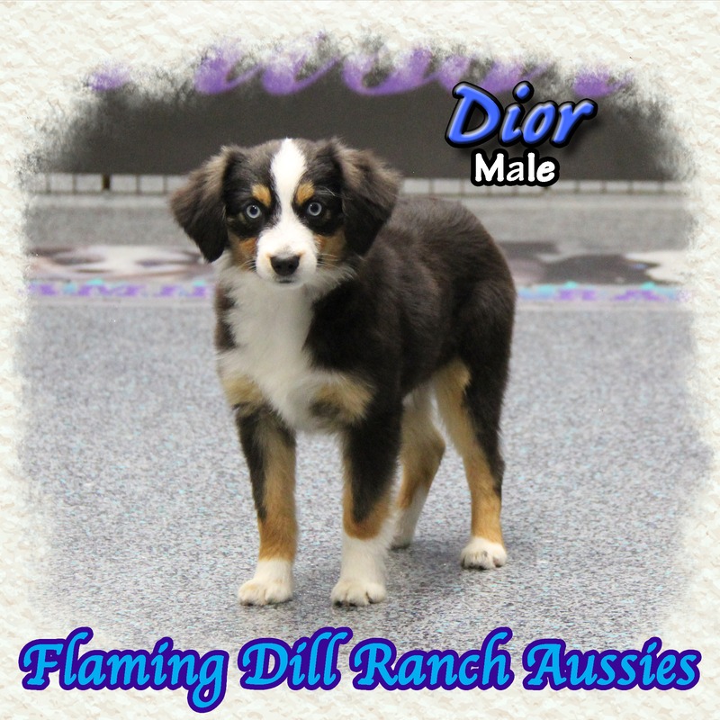 image_627526_1767901313456