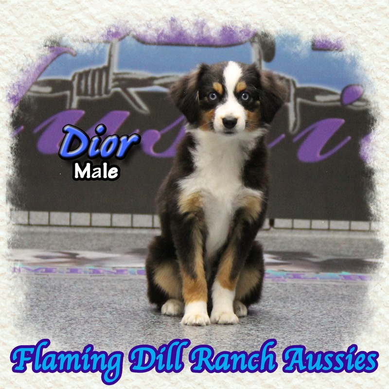 image_627526_1767901313459