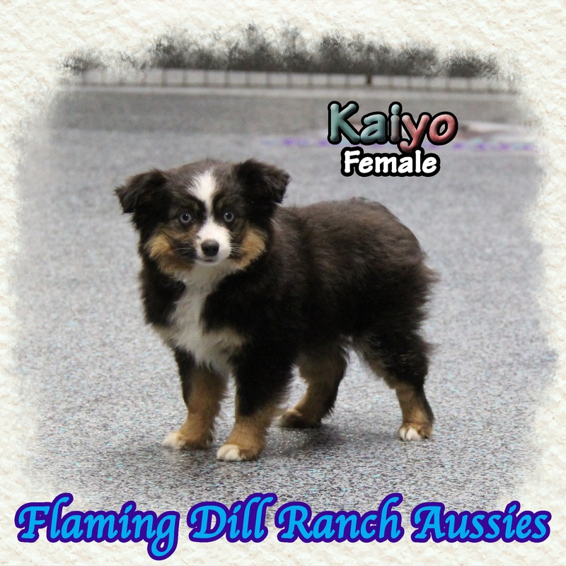 image_631141_1767901985217