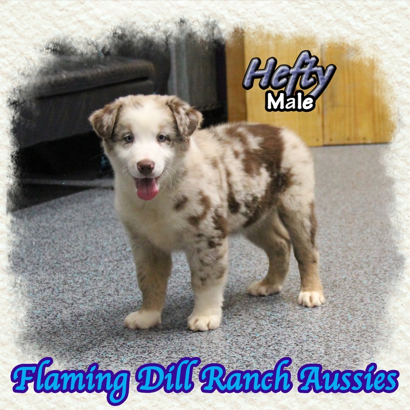 image_633798_1767902418312