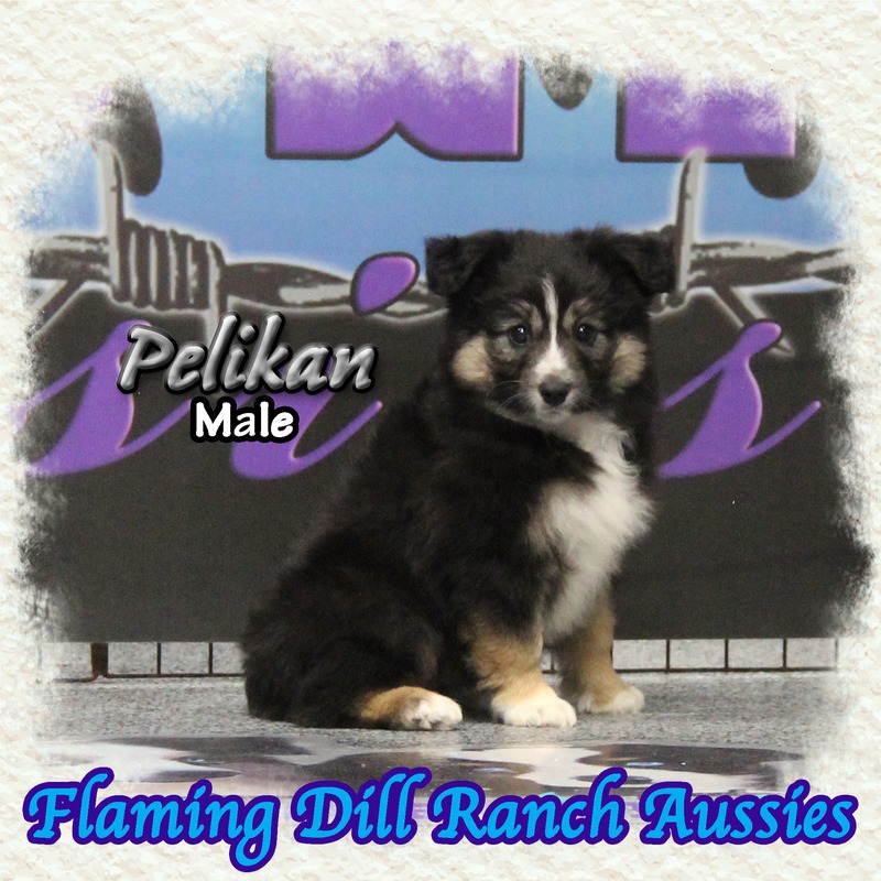 image_634535_1767902785161