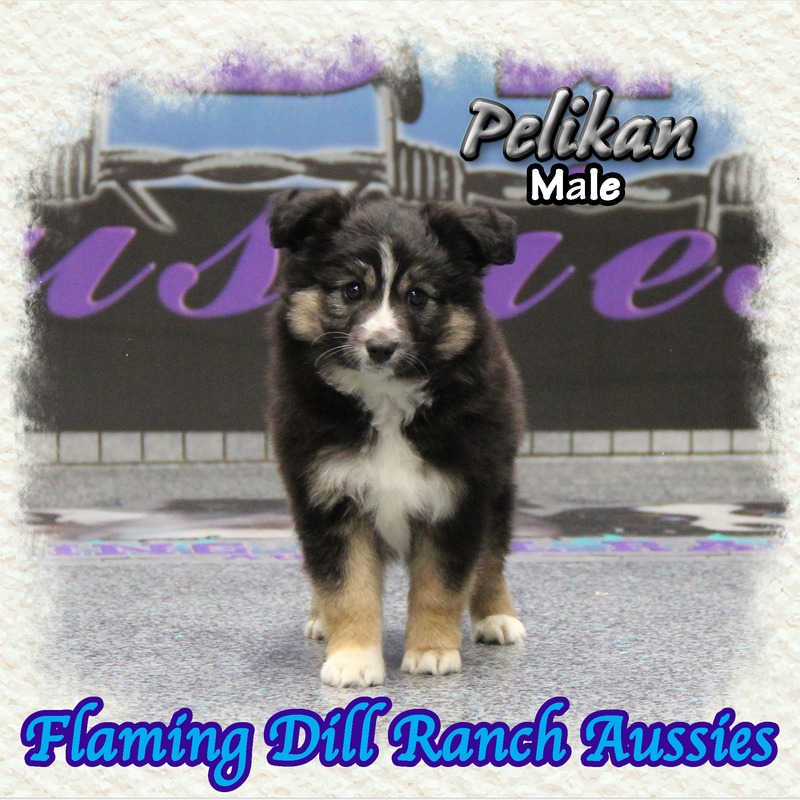 image_634535_1767902785162