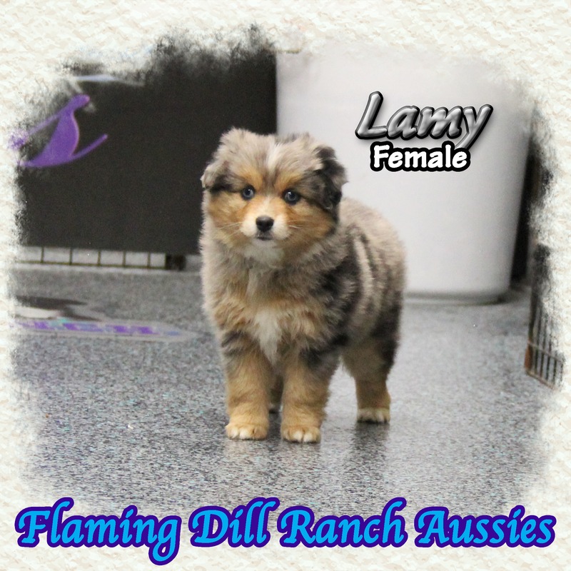 image_634537_1767902860583