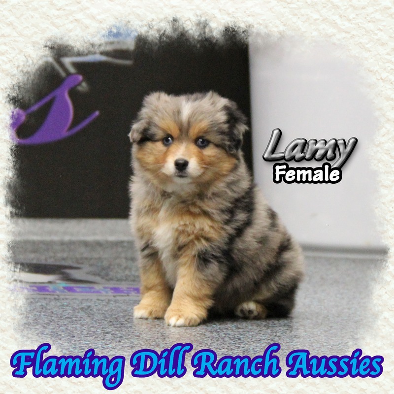 image_634537_1767902860585