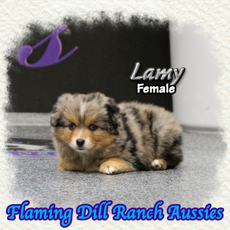 image_634537_1767902860587