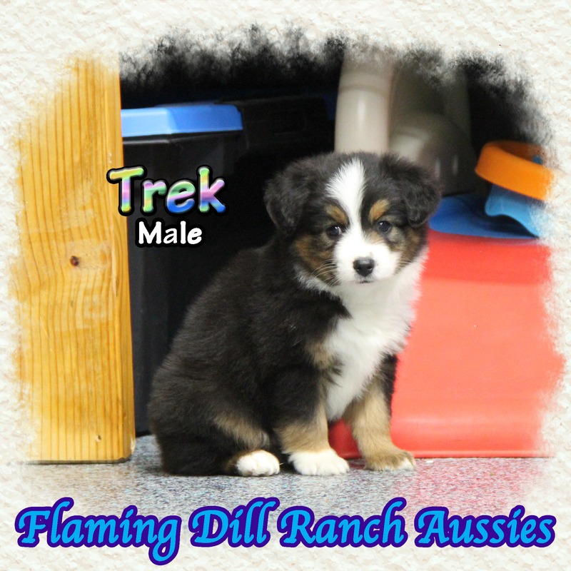 image_635589_1767904171637