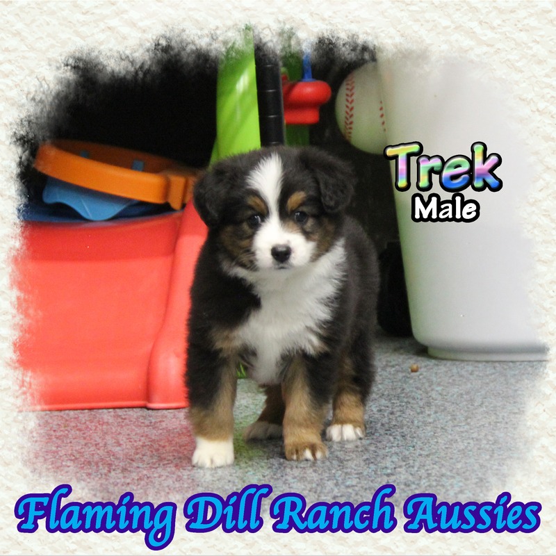 image_635589_1767904171639