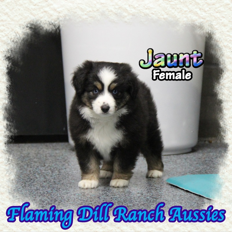 image_635590_1767904430052