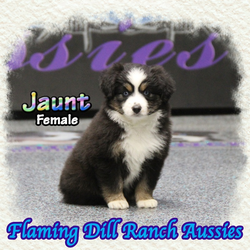 image_635590_1767904430053