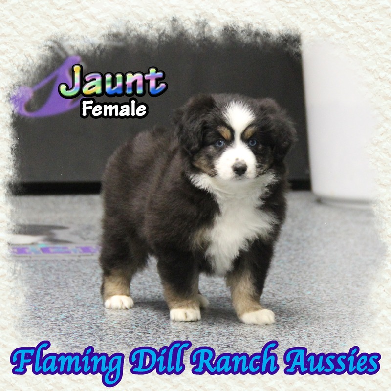 image_635590_1767904430055