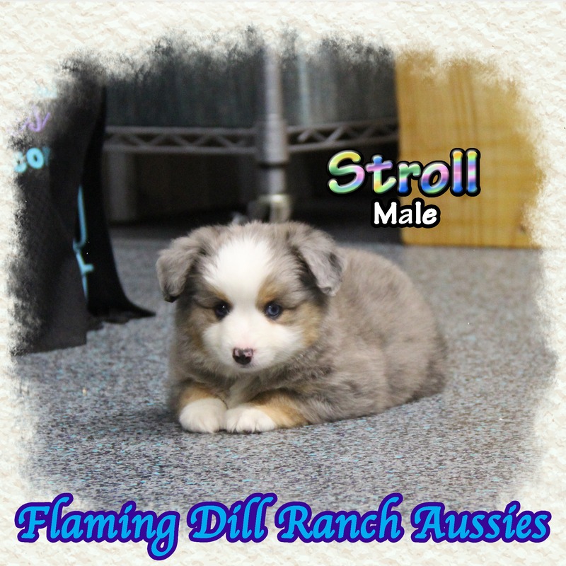 image_635588_1767904536985