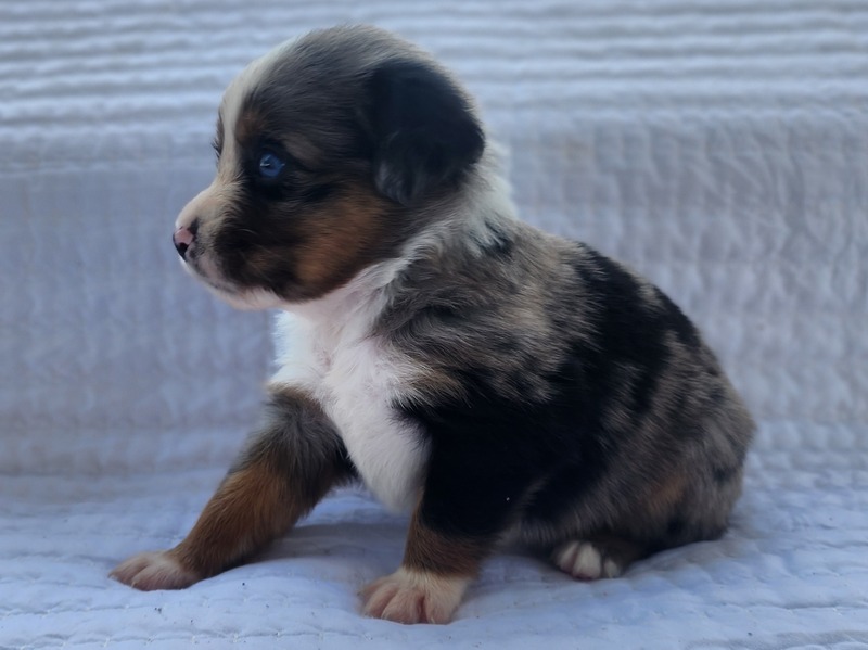 image_630794_1763749930317