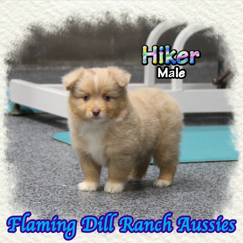 image_635586_1767905183516