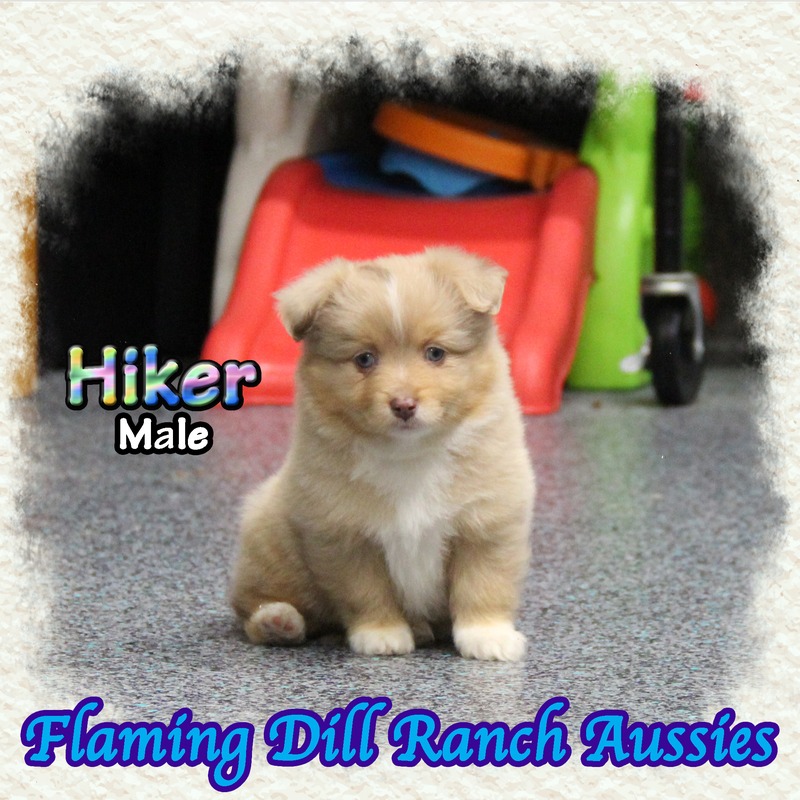 image_635586_1767905183518