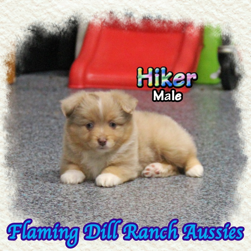 image_635586_1767905183519