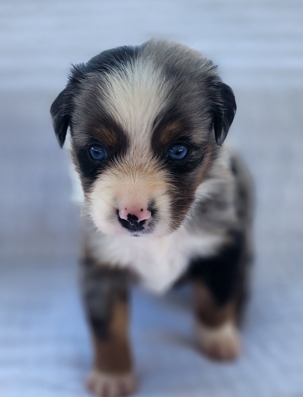 image_630794_1763749930323