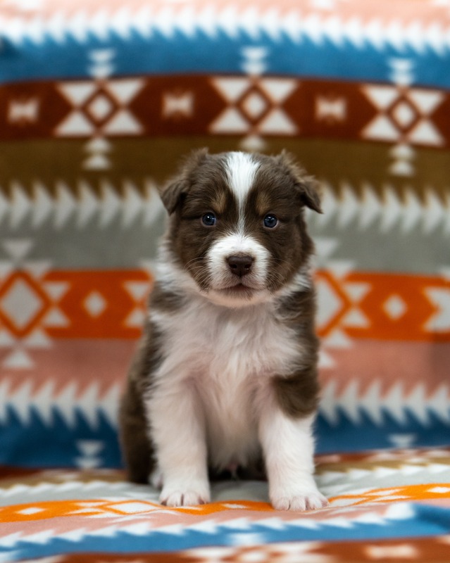 image_635386_1768442728874