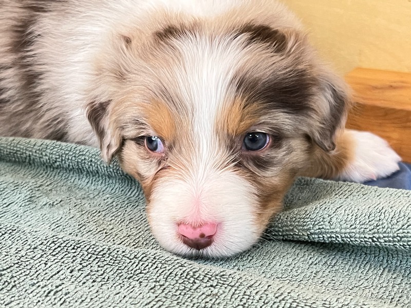 image_635387_1768442931358