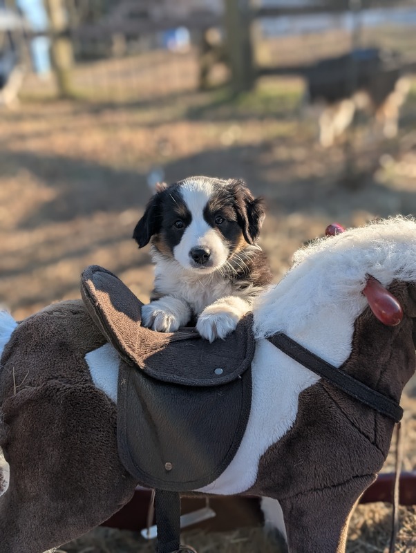 image_636616_1768493689828