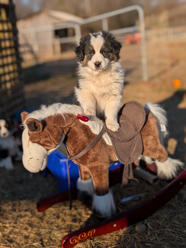 image_636615_1768493957936