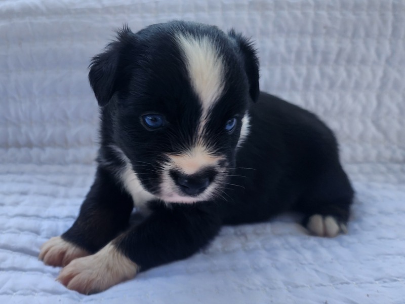 image_630791_1763750159215