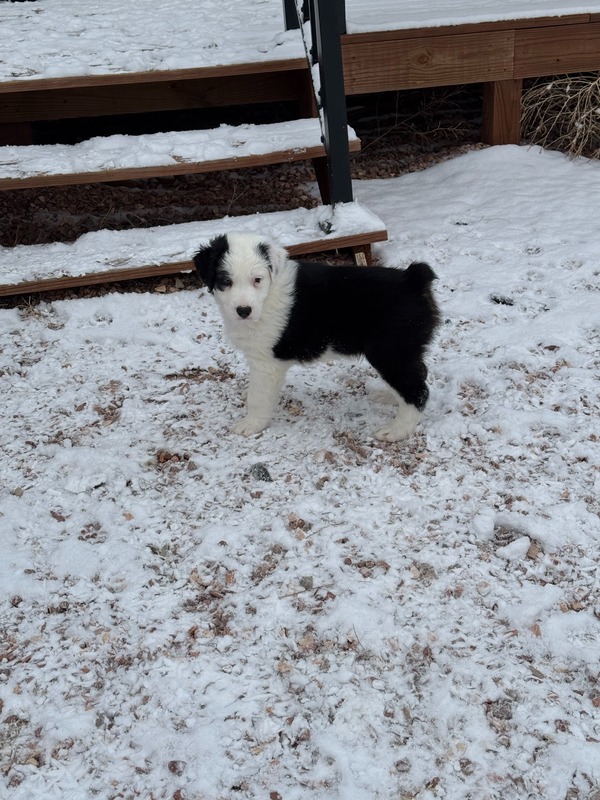 image_638772_1769228893968