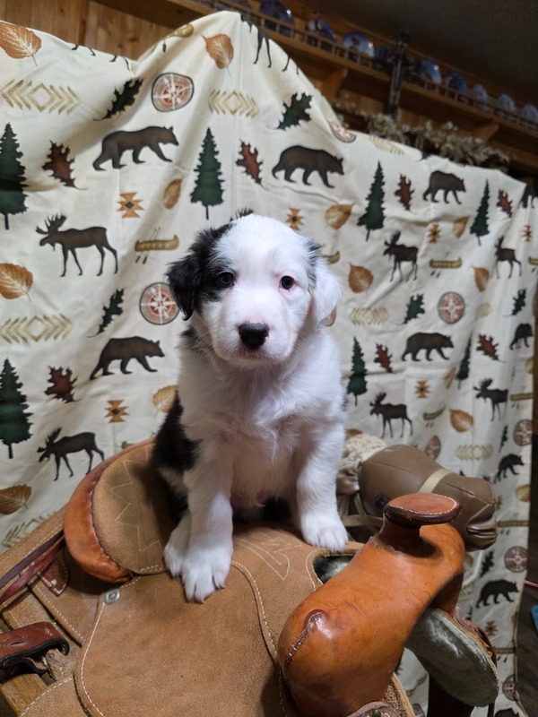 image_638772_1769228893971