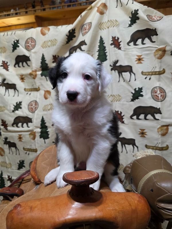 image_638772_1769228893978