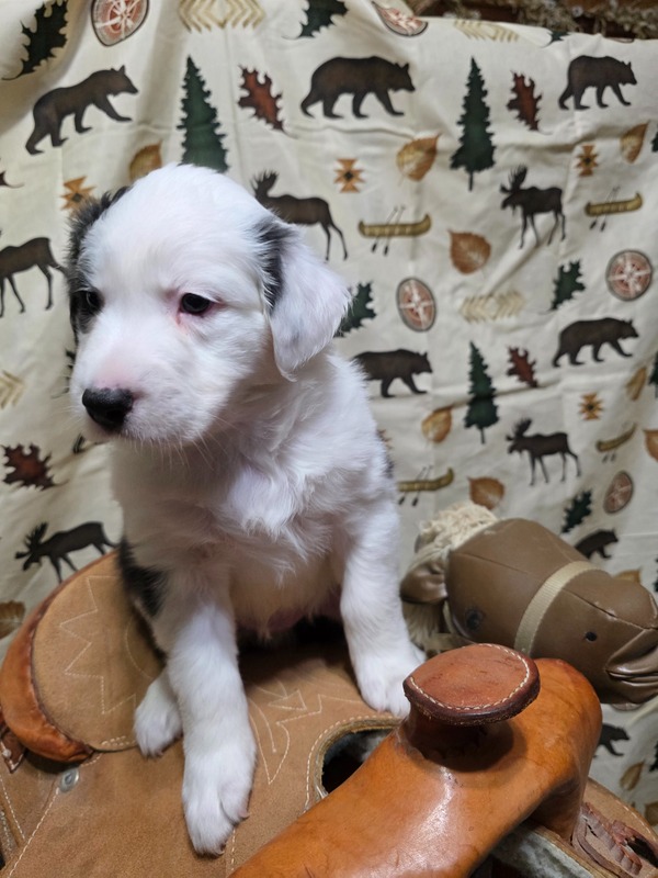 image_638772_1769228893985