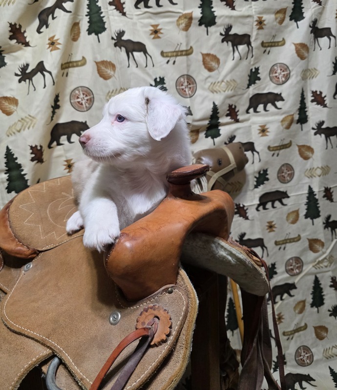 image_638773_1769229264208