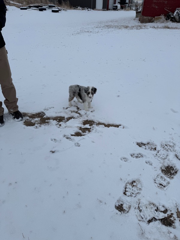 image_638774_1769229655393