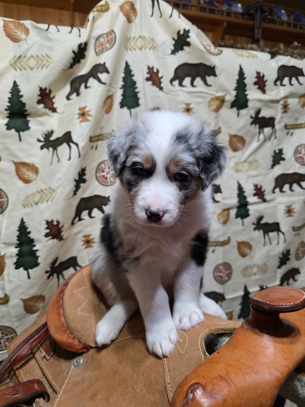 image_638774_1769229655396