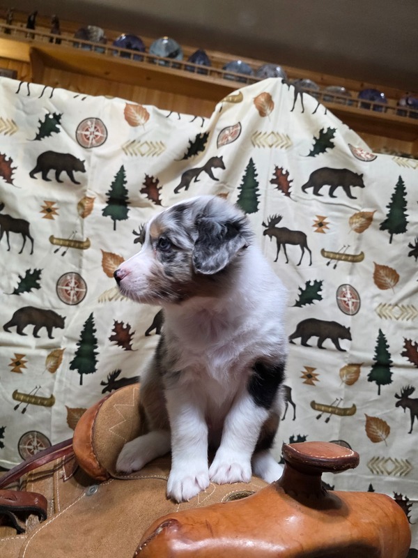 image_638774_1769229655400