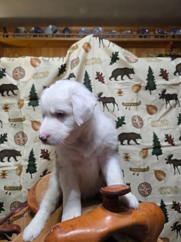 image_undefined_1769231250343