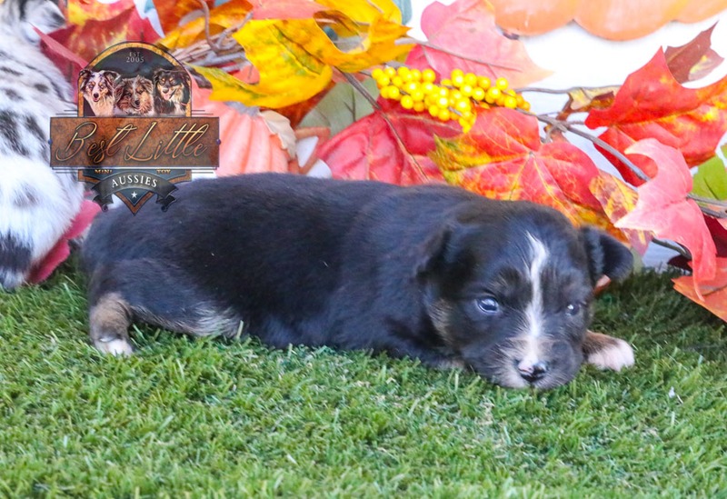 image_633479_1763833227758