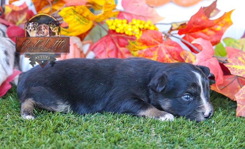 image_633479_1763833227759